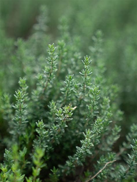 Creating a Magical Escape with Prostrate Thyme Seeds